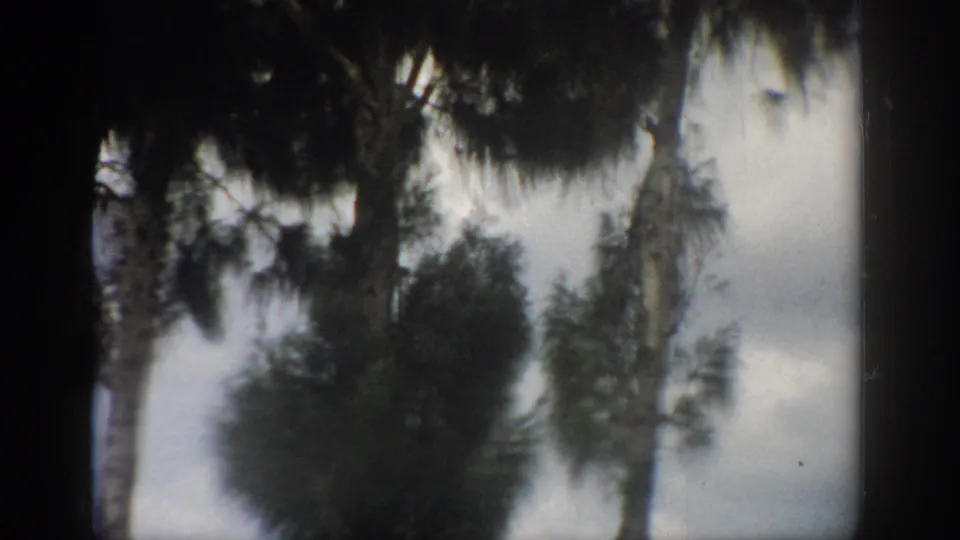 1959 Florida 8mm frame with dense pine foliage, tree trunks, pale sky, and visible home-movie grain.