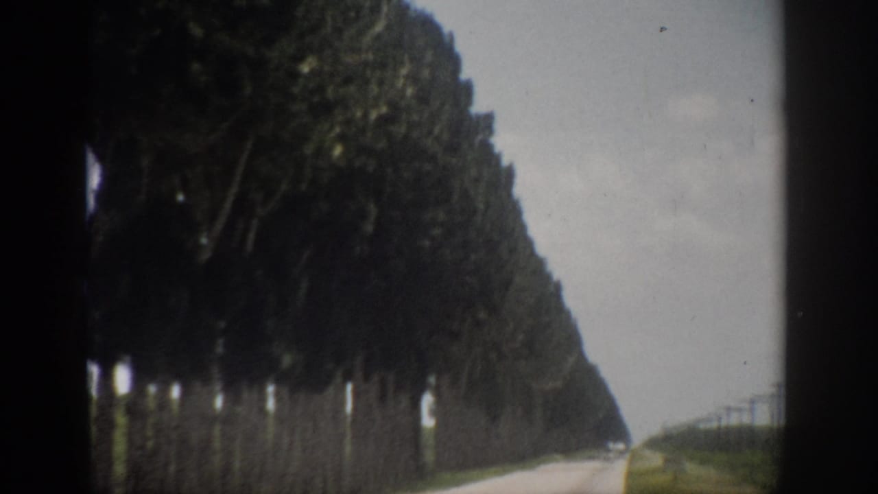 1959 Florida 8mm frame showing a straight rural road with tall trees along the left side and a pale overcast sky.