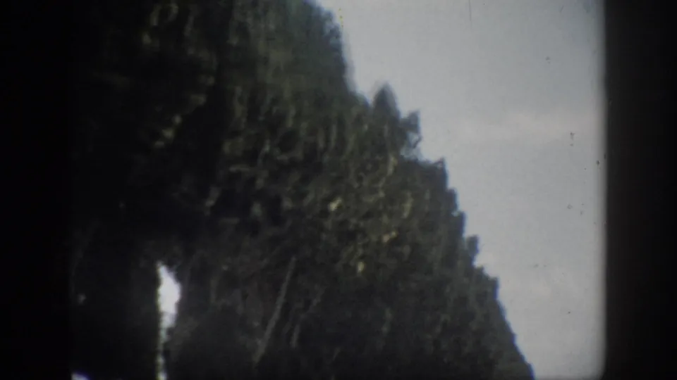 Moving 8mm view in Florida, 1959, with dense dark trees filling the roadside frame and pale sky beyond.