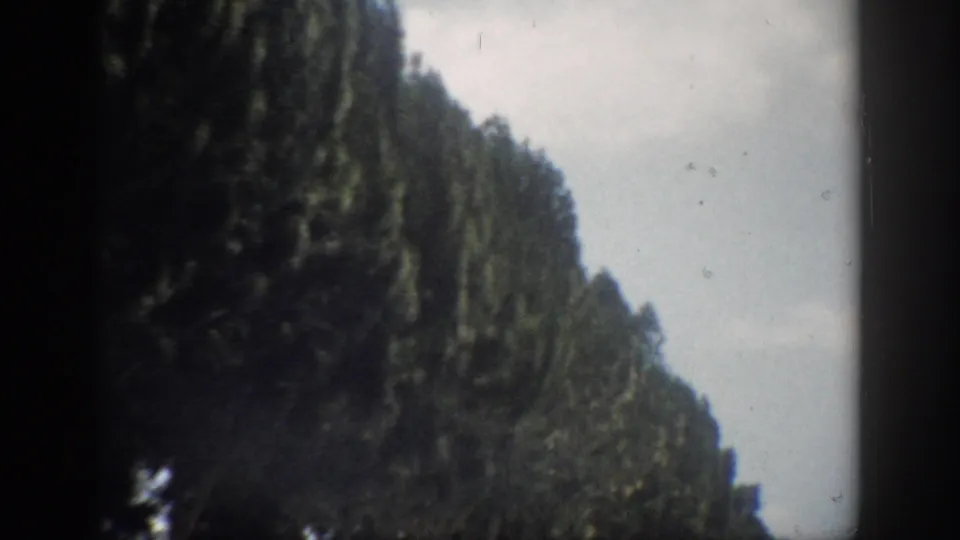 1959 Florida home-movie frame of tall roadside trees seen from a moving vehicle, with bright cloud cover behind them.