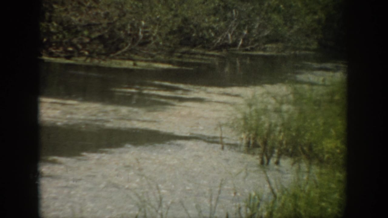Still river water with reeds and trees along the far bank.
