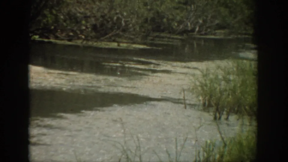 Soft 8mm view from 1959 Florida showing shallow river water, marshy reeds, grasses, and a wooded bank.