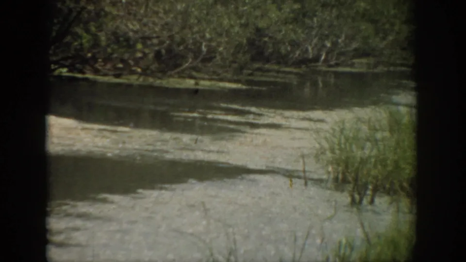 1959 Florida 8mm frame with calm river water, reed clusters, and dense trees along the bank.