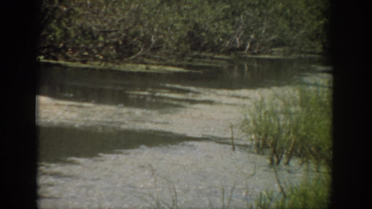 Calm river water beside a pale bank with reeds and dense trees beyond.