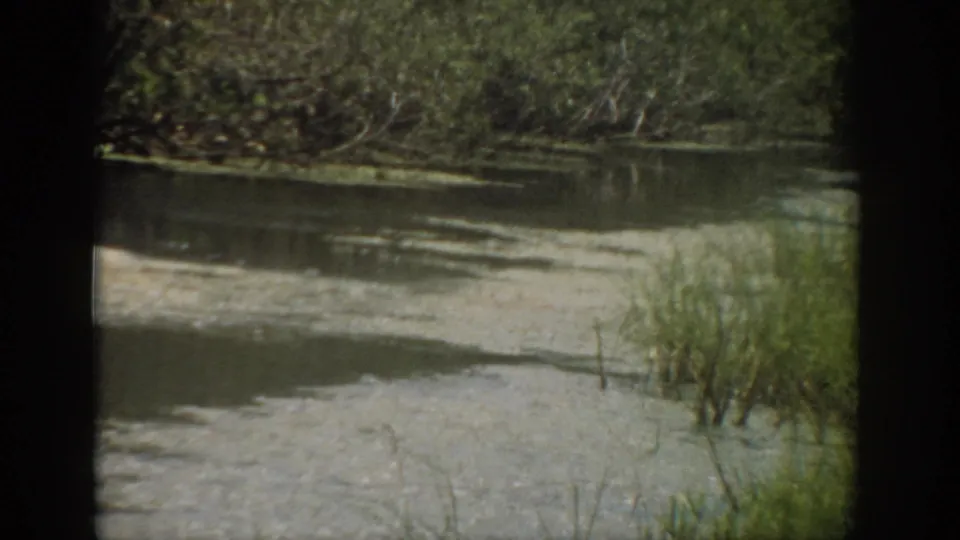 1959 Florida 8mm frame showing a quiet river edge, pale shoreline, reeds, and dense green vegetation across the water.