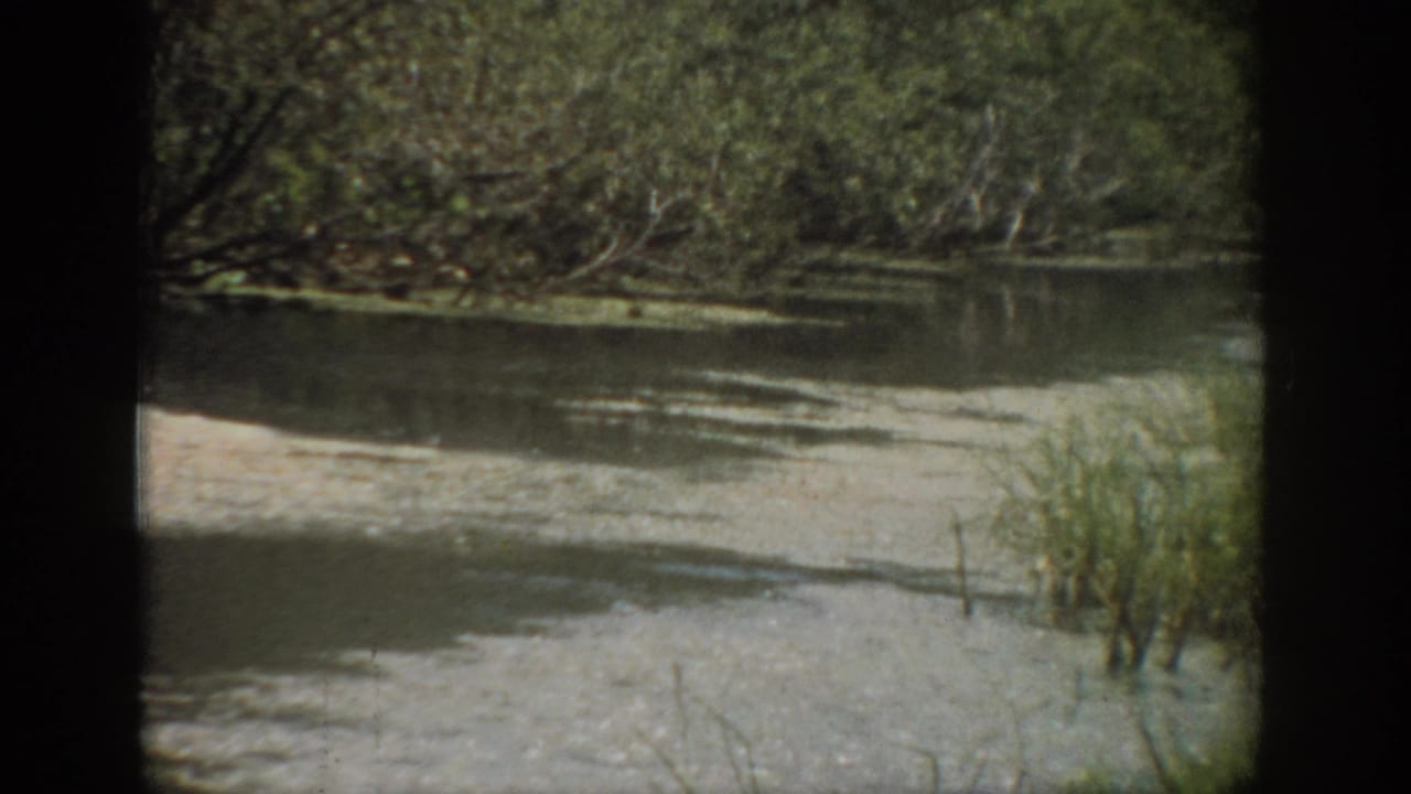 Tree-lined riverbank with shallow water, reeds, and a pale muddy edge.