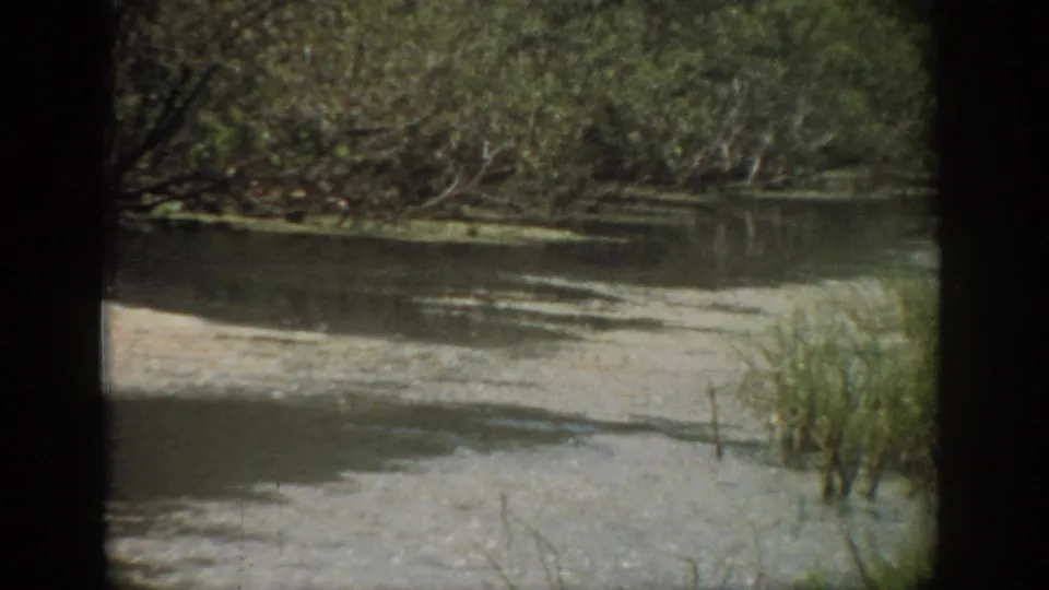 1959 Florida home-movie frame of a shaded river margin with still water, reeds, and brush along the opposite bank.