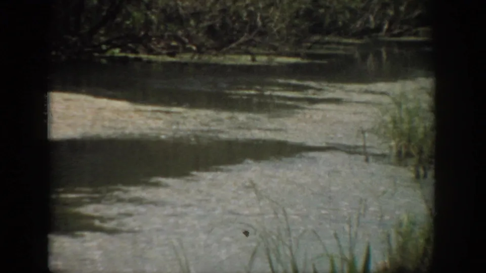 1959 Florida 8mm view of a quiet river bend with pale silty banks, foreground grasses, and wooded shoreline vegetation.