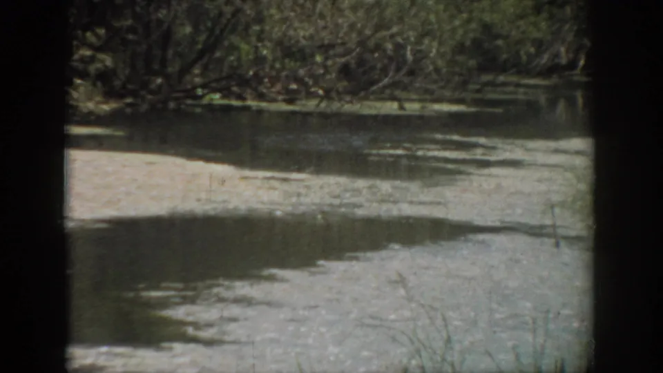 1959 Florida home-movie frame showing still river water, a light shoreline bar, reeds, and dense vegetation in soft 8mm color.