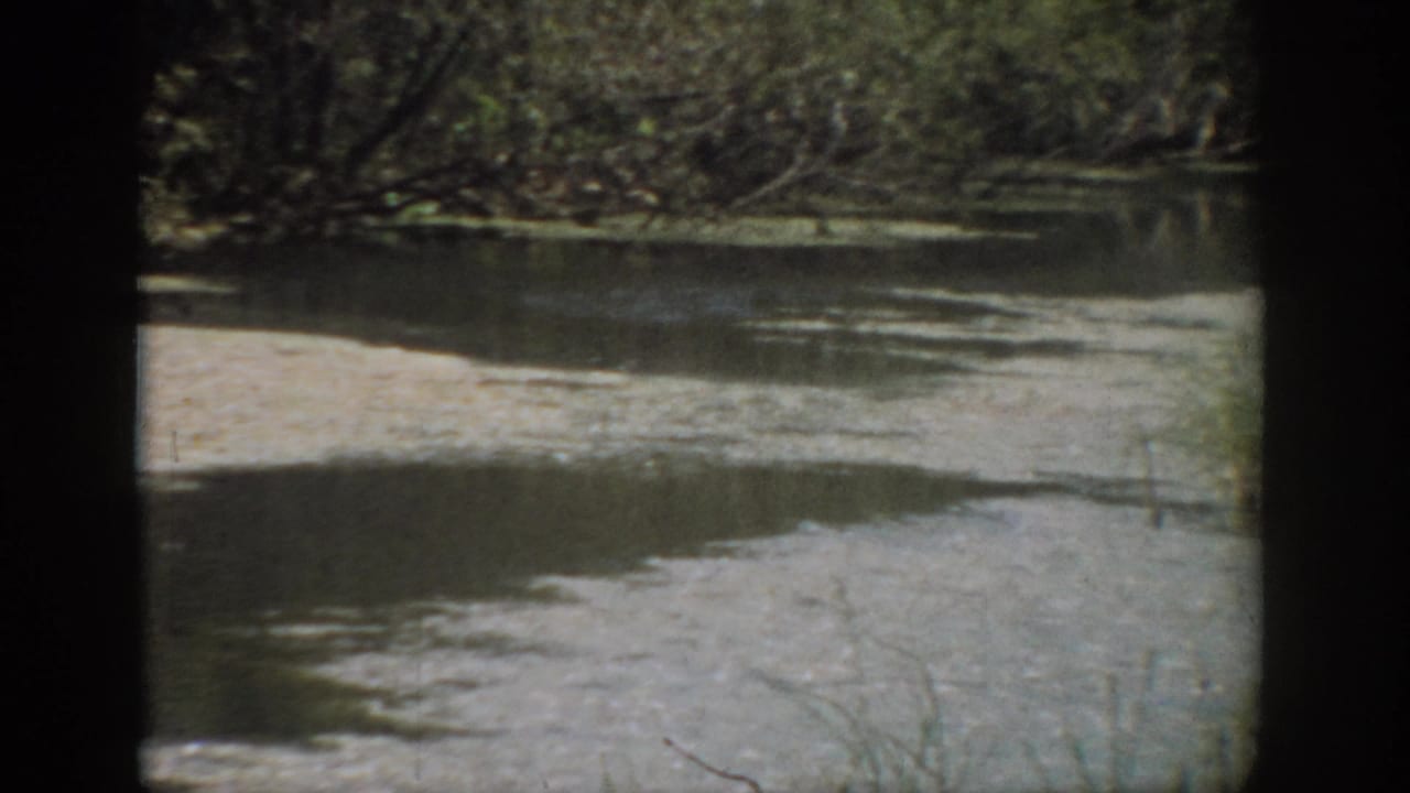 1959 Florida 8mm frame showing a quiet lakeshore with muddy shallows, still water, and shaded tree reflections.
