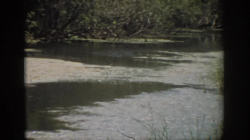 1959 Florida 8mm frame showing a quiet lakeshore with muddy shallows, still water, and shaded tree reflections.
