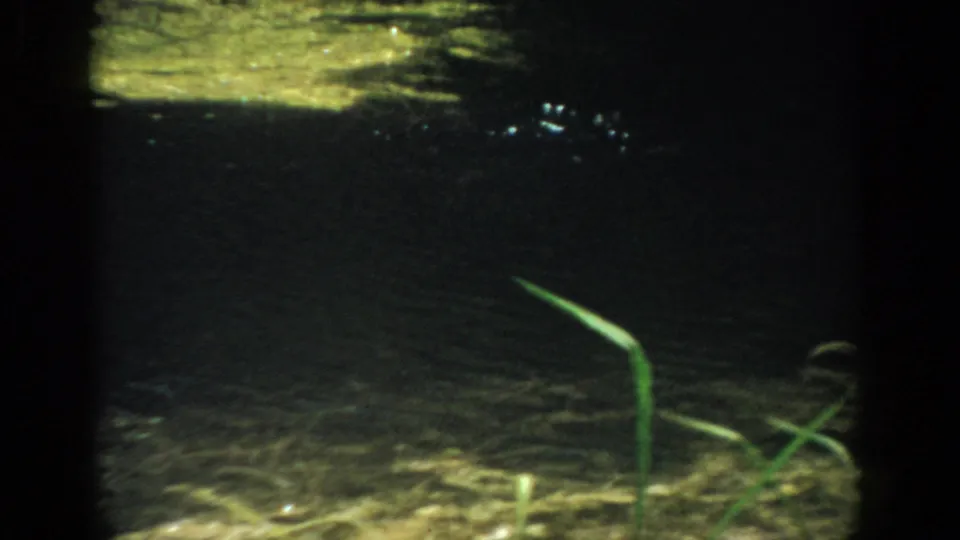 1959 Florida lakeshore view with dark water, foreground reeds, and small bright ripples on the surface.