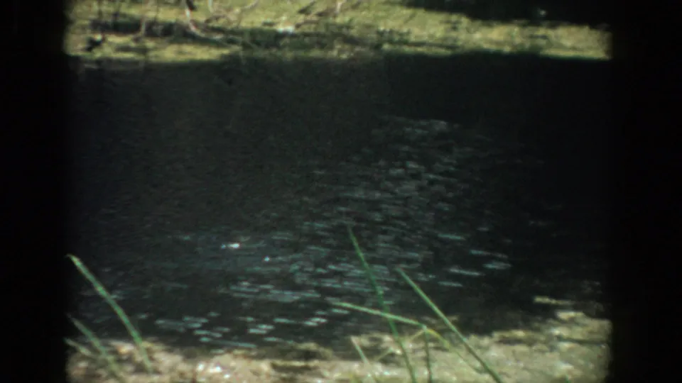 1959 Florida 8mm frame of rippled lakeshore water with grasses crossing the foreground.