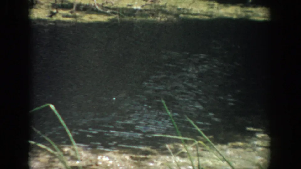 1959 Florida lakeshore frame showing dark rippled water, foreground reeds, and a small surface disturbance likely from the fish jump.