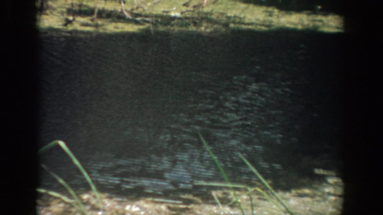 Dark rippling water bordered by grass, reeds, and shaded shoreline.