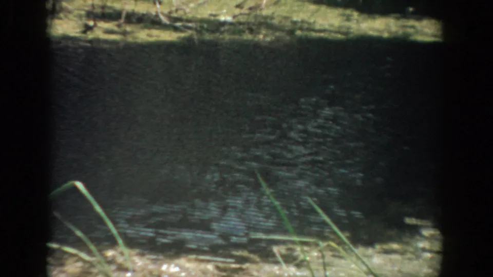 1959 Florida 8mm frame showing dark water, a grassy bank, reeds, and soft vegetation along a shaded edge.