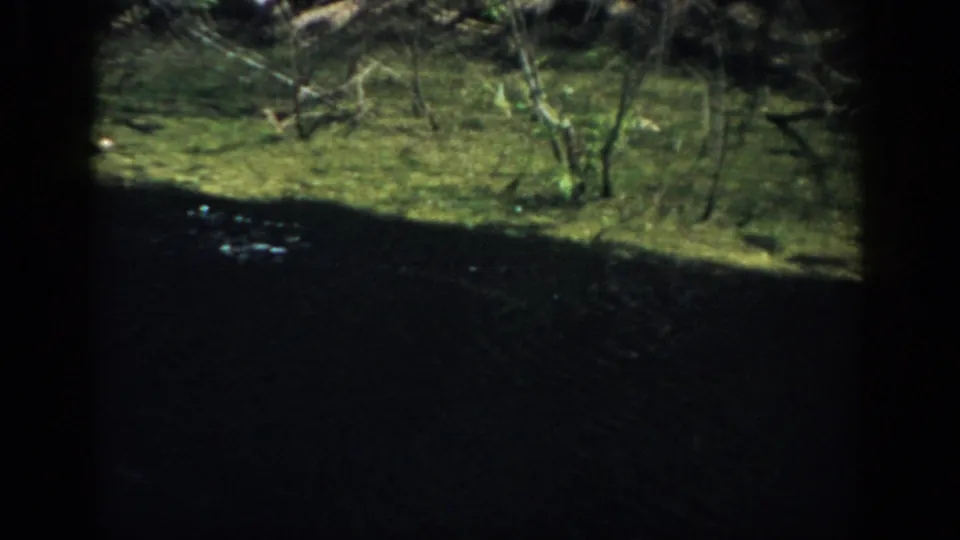 1959 Florida home-movie frame with dark water below a sunlit grassy bank and sparse waterside shrubs.