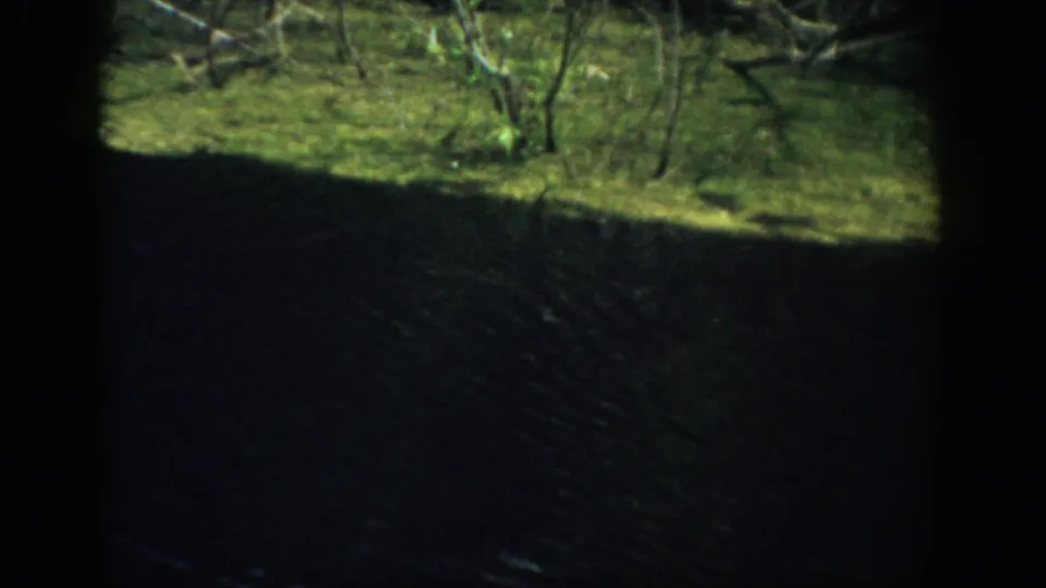 1959 Florida 8mm view of rippling dark water and a green shoreline with scattered small plants.