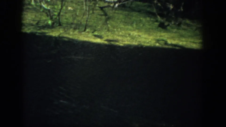 1959 Florida archival frame showing dark water, a grassy bank, scattered vegetation, and deep shadow around the frame.