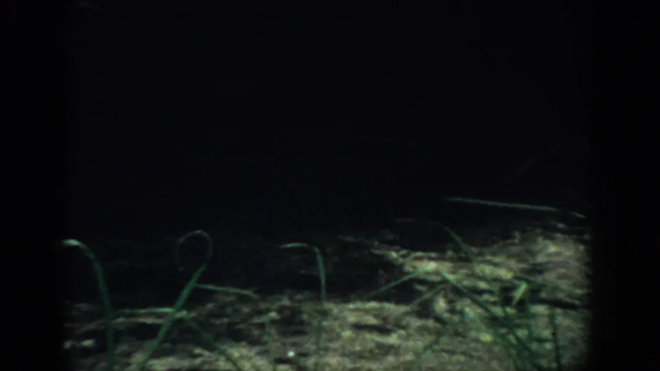 1959 Florida 8mm frame ending on a close, shadowed ground view with small plants and dim grassy texture.