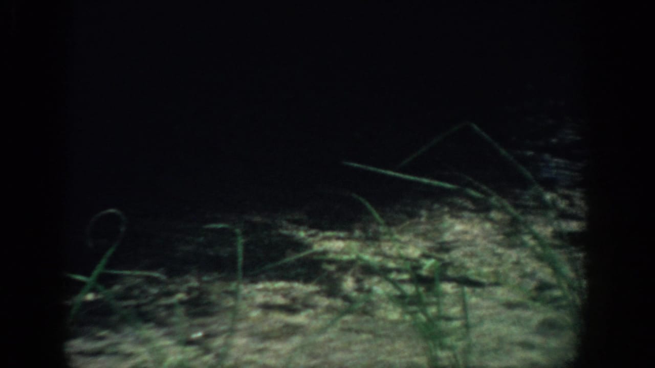Dark low-angle grass and stems against a shadowed background.