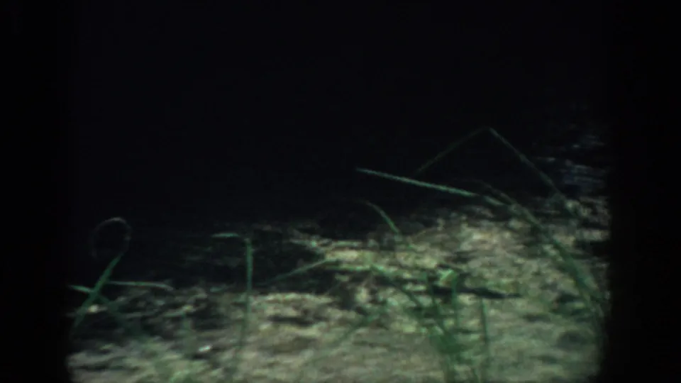 1959 Florida 8mm frame showing dim grass and scattered stems near the ground in heavy shadow.