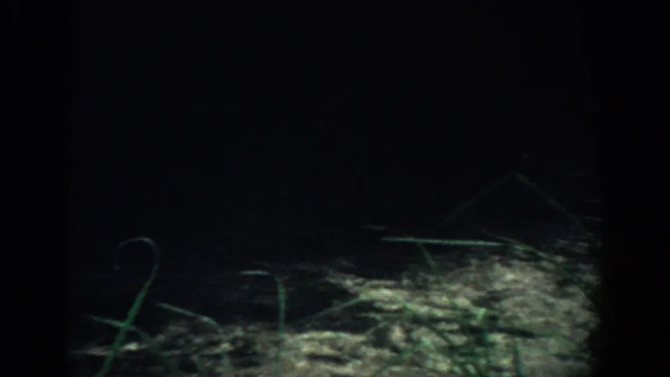 1959 Florida 8mm frame with wind-bent grass and stems visible against a mostly dark background.