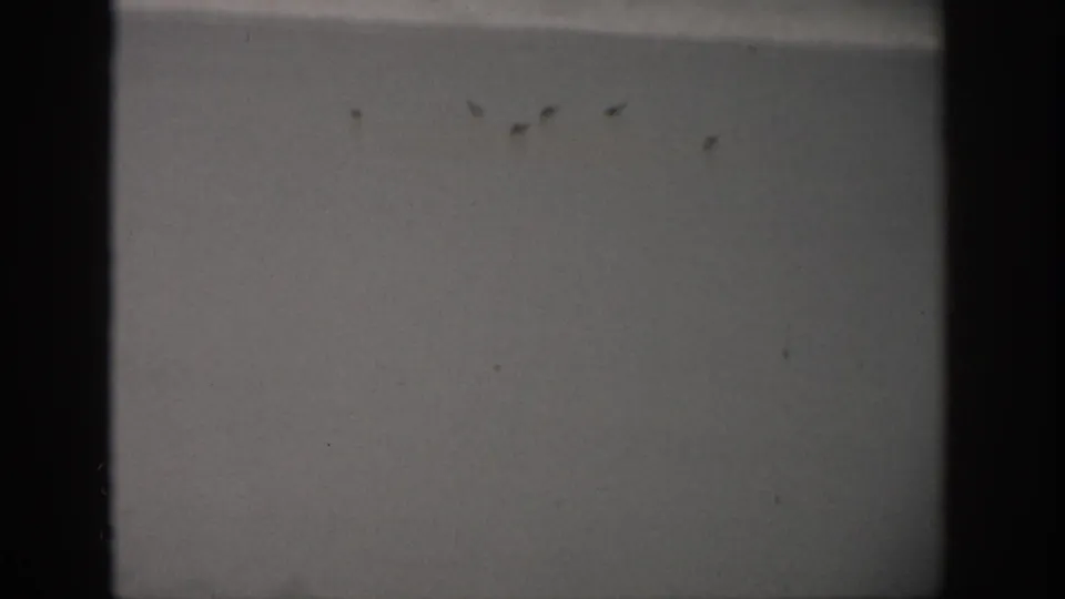 1959 Florida 8mm beach view with faint shoreline bands and small birds silhouetted against the pale sky.