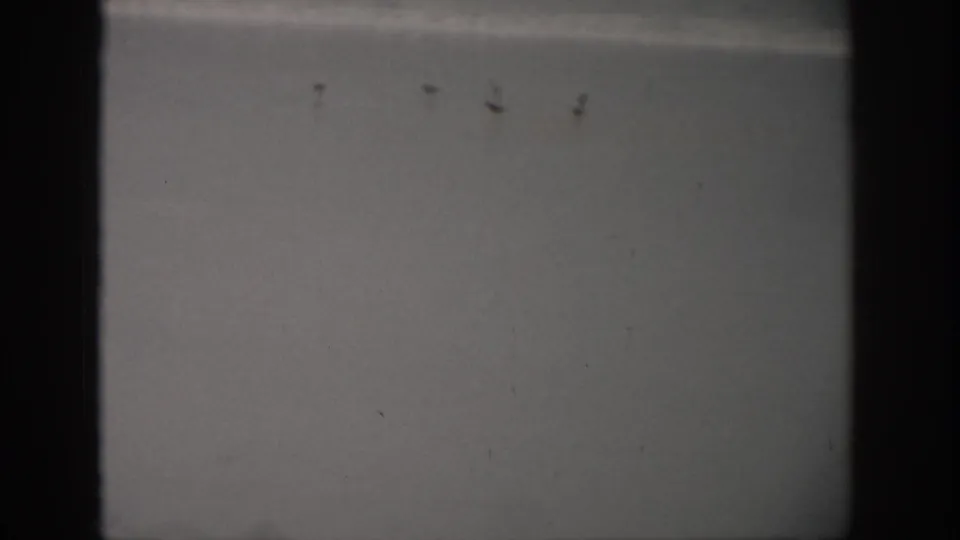 1959 Florida 8mm coastal frame with small bird silhouettes on wet sand or shallow water beneath a soft surf band.