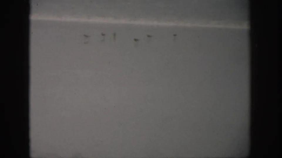 1959 Florida 8mm frame showing a quiet shoreline with small birds near the surf and muted overcast exposure.