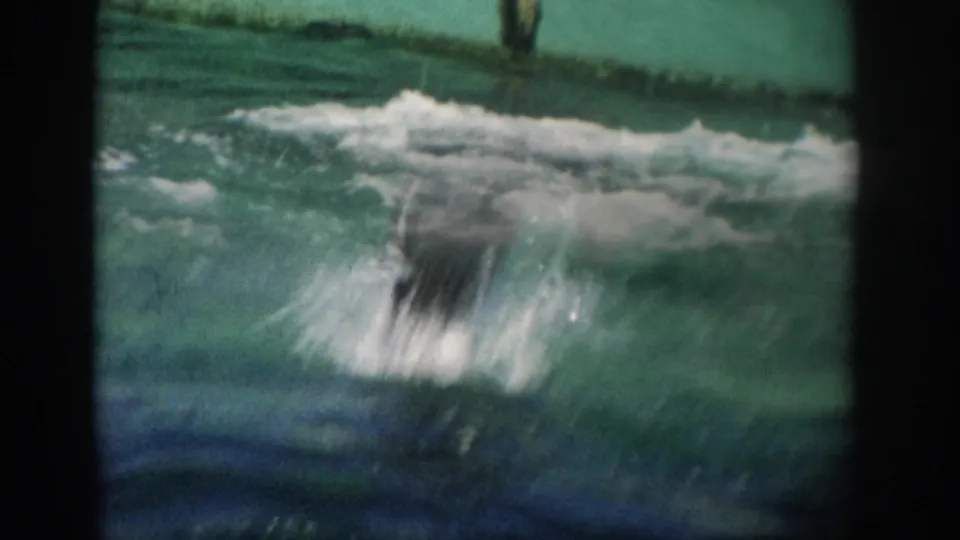 A blurred dolphin form splashes through the green-tinted tank water in the closing 1959 Florida home-movie frame.