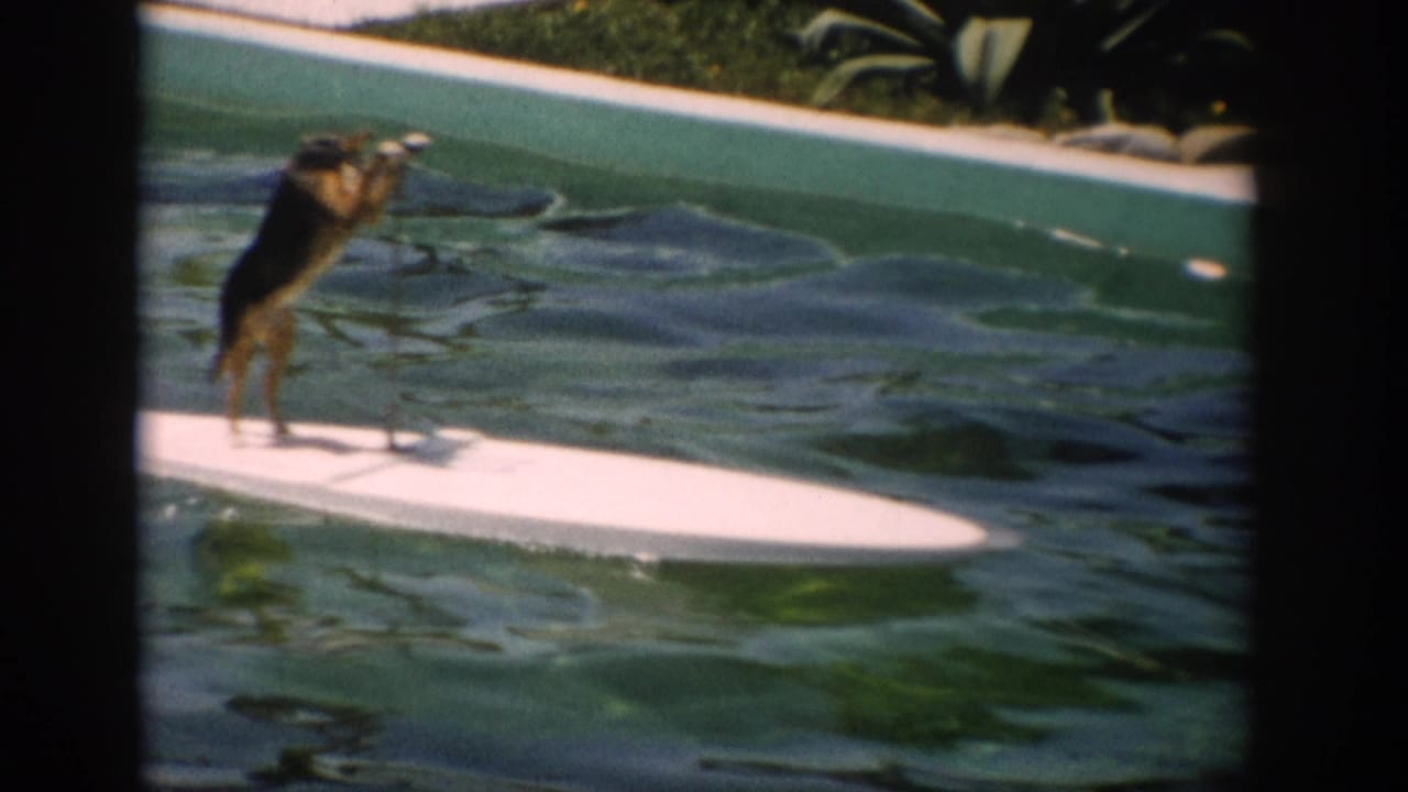 Small dog standing upright on a white board in a swimming pool.