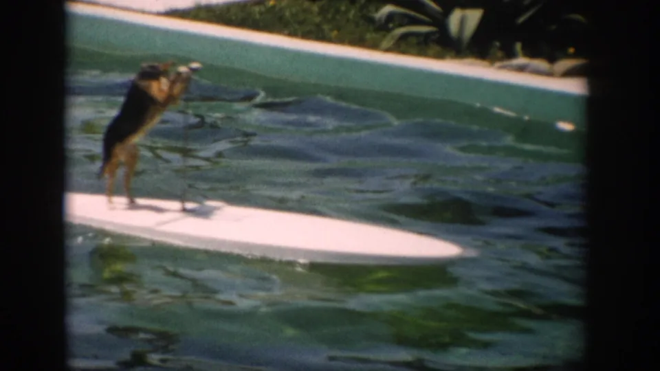 1959 Florida home-movie frame of a small dog balancing on a white floating board in green pool water.