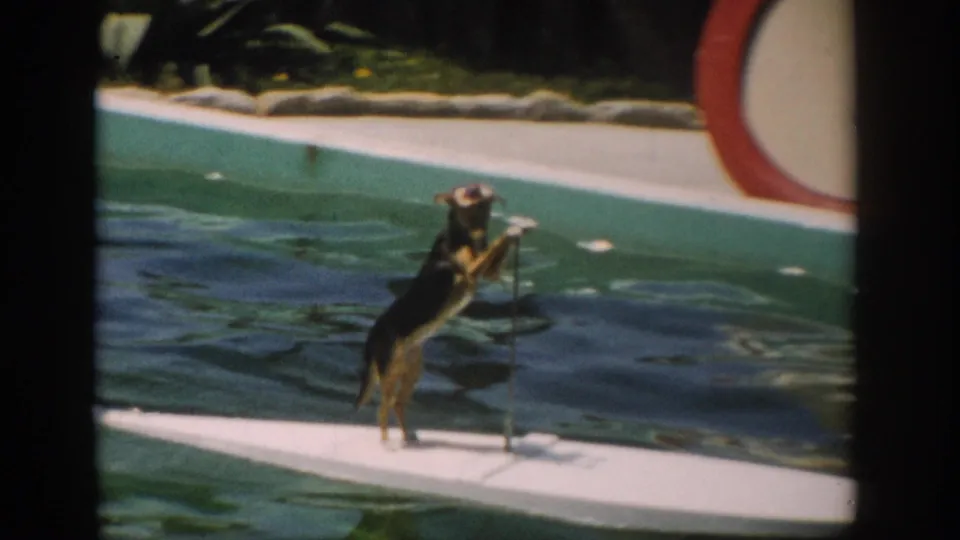 1959 Florida 8mm frame showing a dog upright on a white board, with pool water, coping, foliage, and a red-and-white ring shape nearby.
