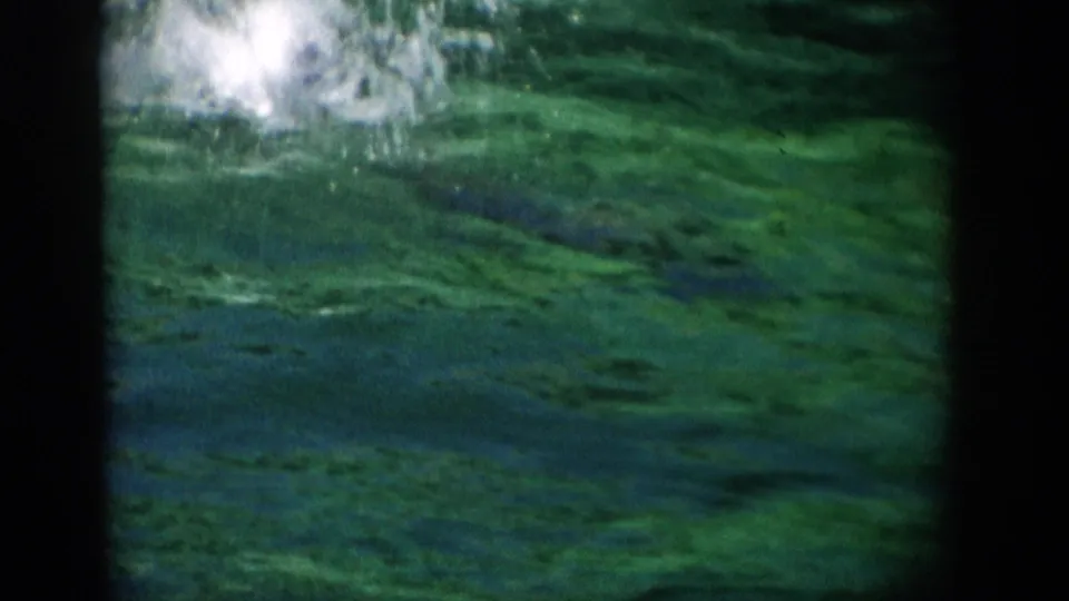 1959 Florida 8mm frame showing green-tinted pool water and a bright splash during a dolphin show.