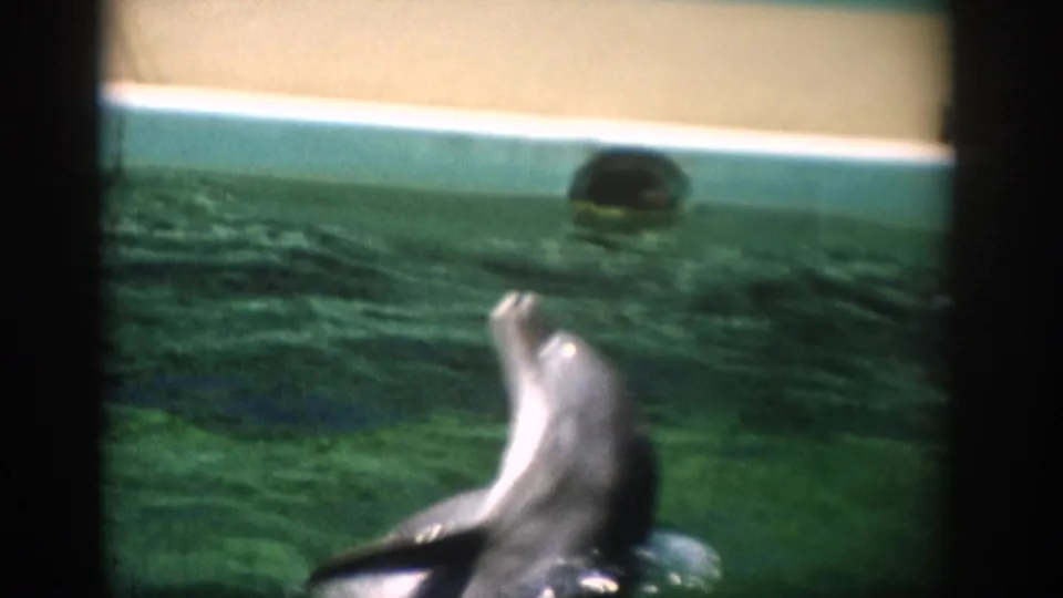 1959 Florida 8mm frame showing a dolphin surfacing beside the pool wall during a marine show.