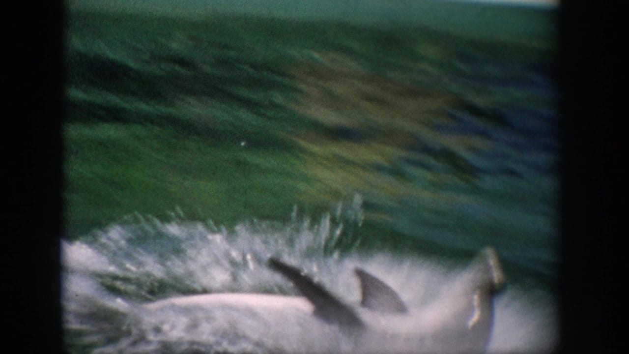 1959 Florida home-movie frame showing a dolphin partly above green aquarium water as spray rises around it.