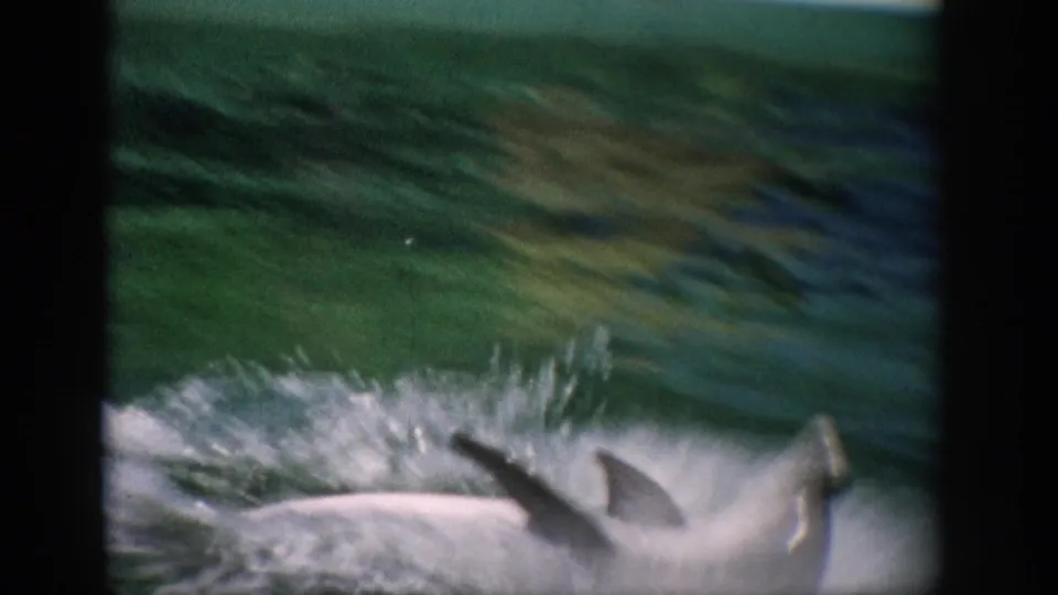1959 Florida home-movie frame showing a dolphin partly above green aquarium water as spray rises around it.