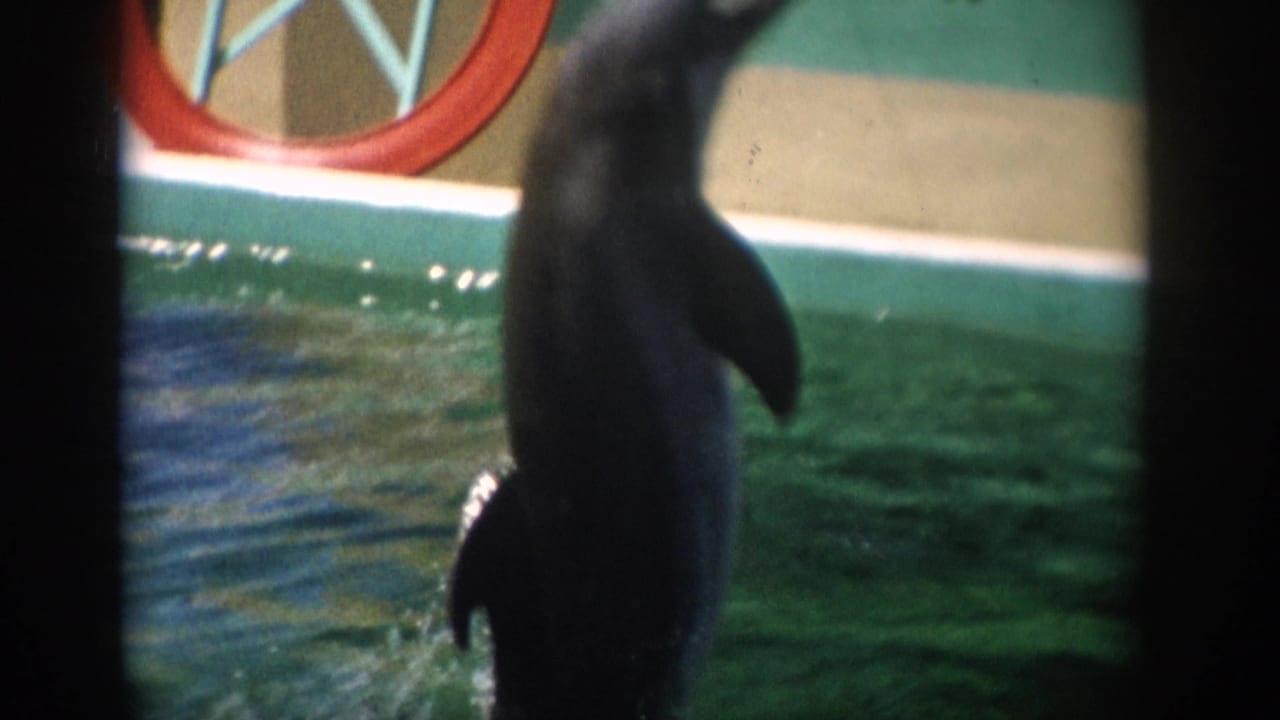 Dolphin rising upright from the pool near a red hoop and painted wall.