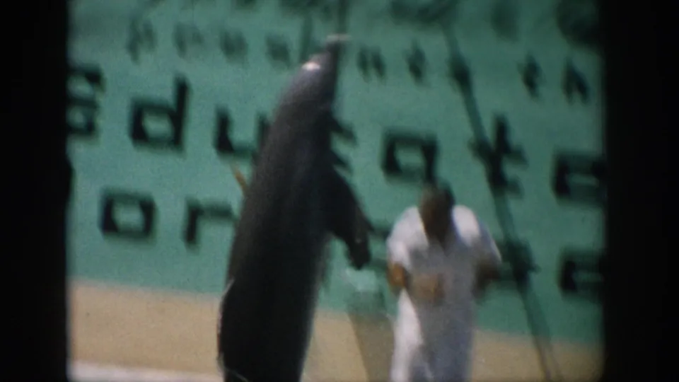 A trainer or performer in white stands near a dolphin at the aquarium pool in visitor-shot 1959 Florida footage.