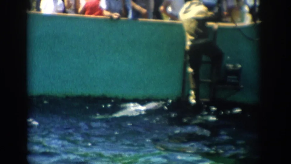A trainer stands by the teal barrier while a dolphin appears at the water surface beneath the watching crowd.