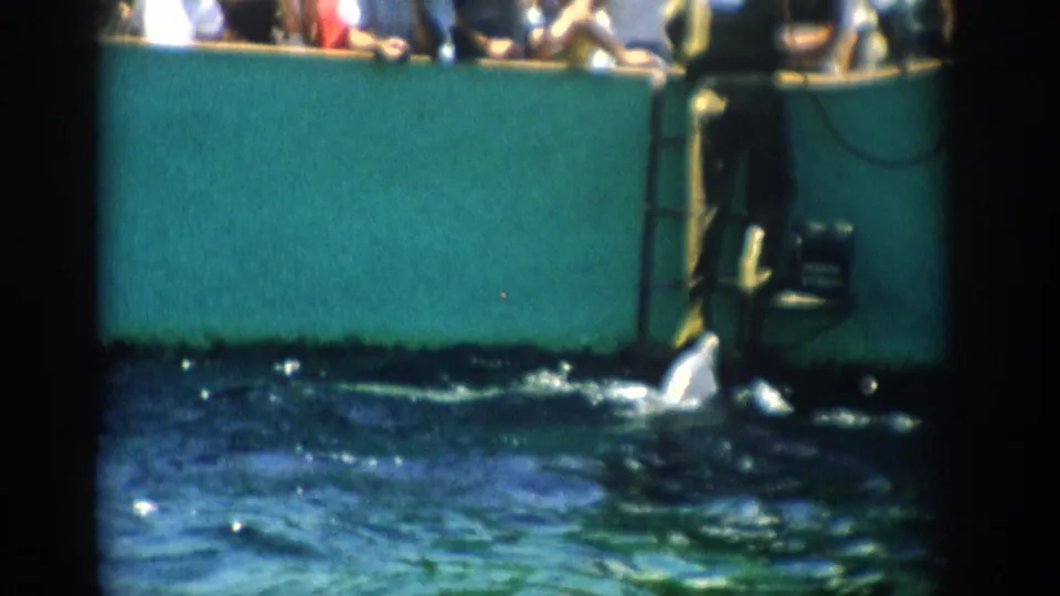 The dolphin surfaces near the teal pool wall while the trainer stands at the edge and spectators look on in Florida archival footage.