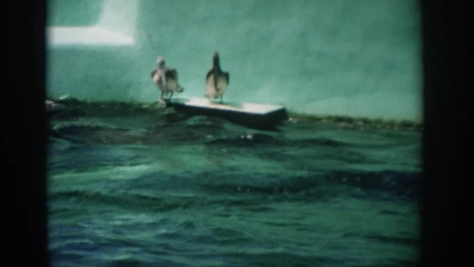 1959 Florida home-movie frame showing two penguins on a white ledge at a green-walled exhibit pool with water in the foreground.