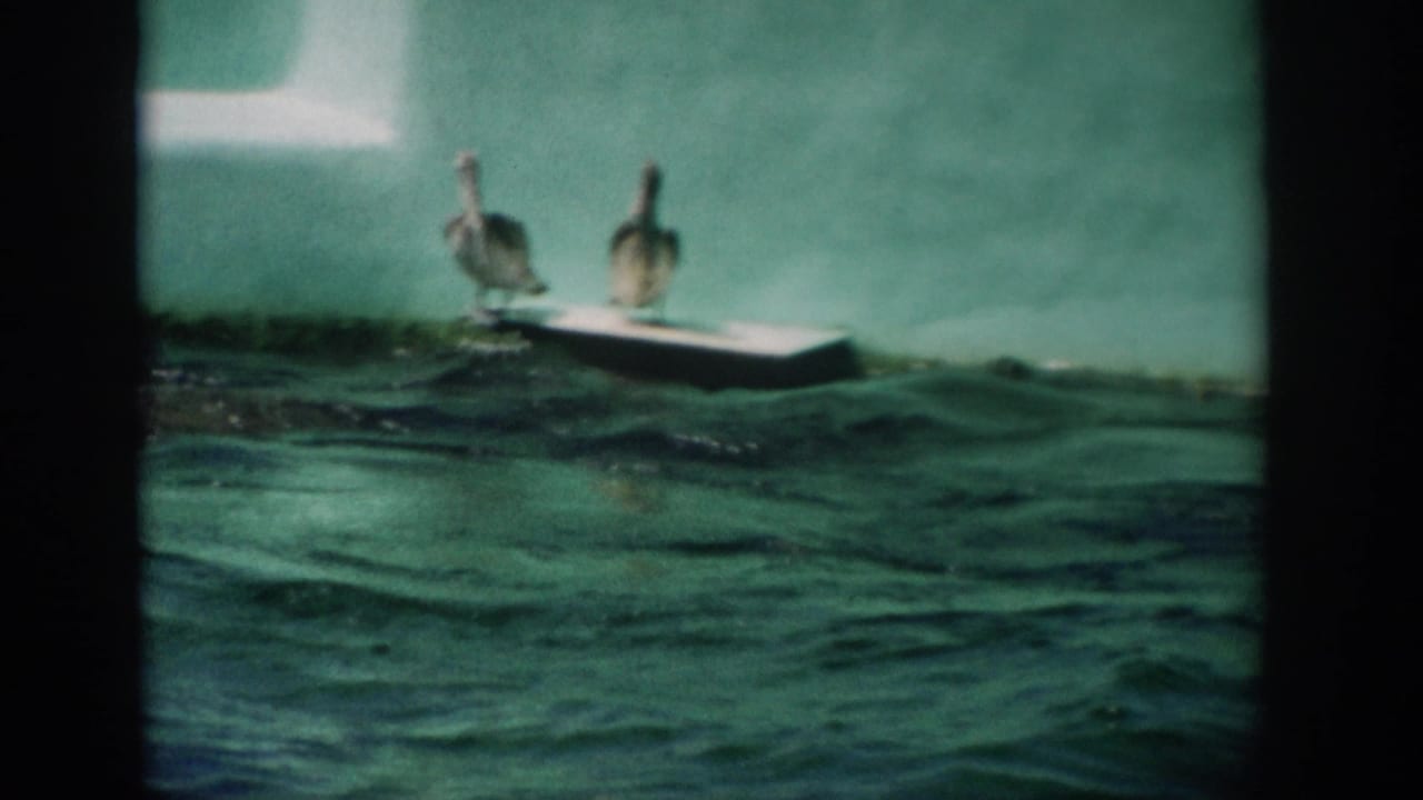 Two pelicans on a white floating platform in green water, filmed in Florida on 8mm home-movie footage from 1959.