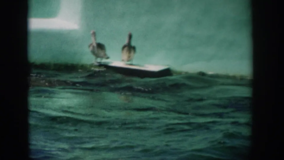 Two pelicans on a white floating platform in green water, filmed in Florida on 8mm home-movie footage from 1959.