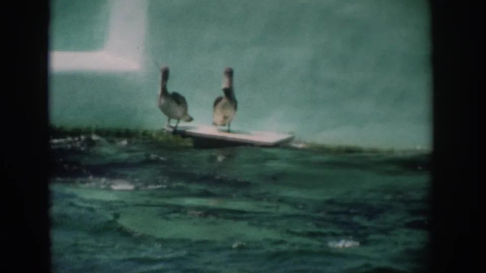 Florida 1959 8mm frame showing two pelicans standing together on a small white platform in green water.