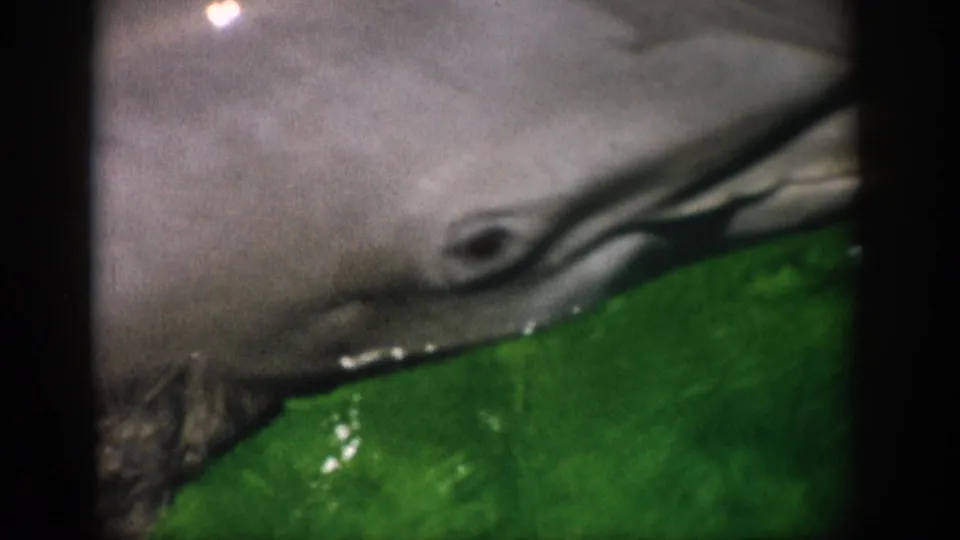 Close 1959 Florida home-movie view of a dolphin’s gray body moving through green-tinted water beside a rock-like tank surface.