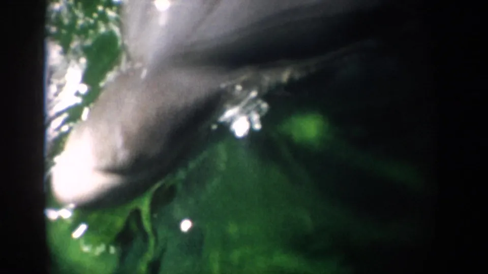 1959 Florida 8mm frame with the dolphin’s head and eye visible through green water, bright reflections, and soft film grain.