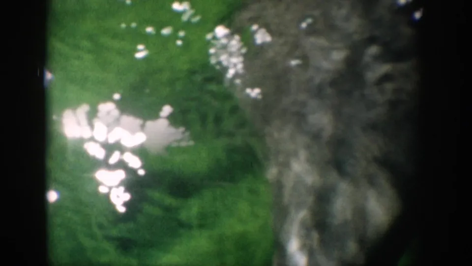 Final 1959 Florida frame showing a dolphin close to a textured tank wall under green water and scattered white surface reflections.