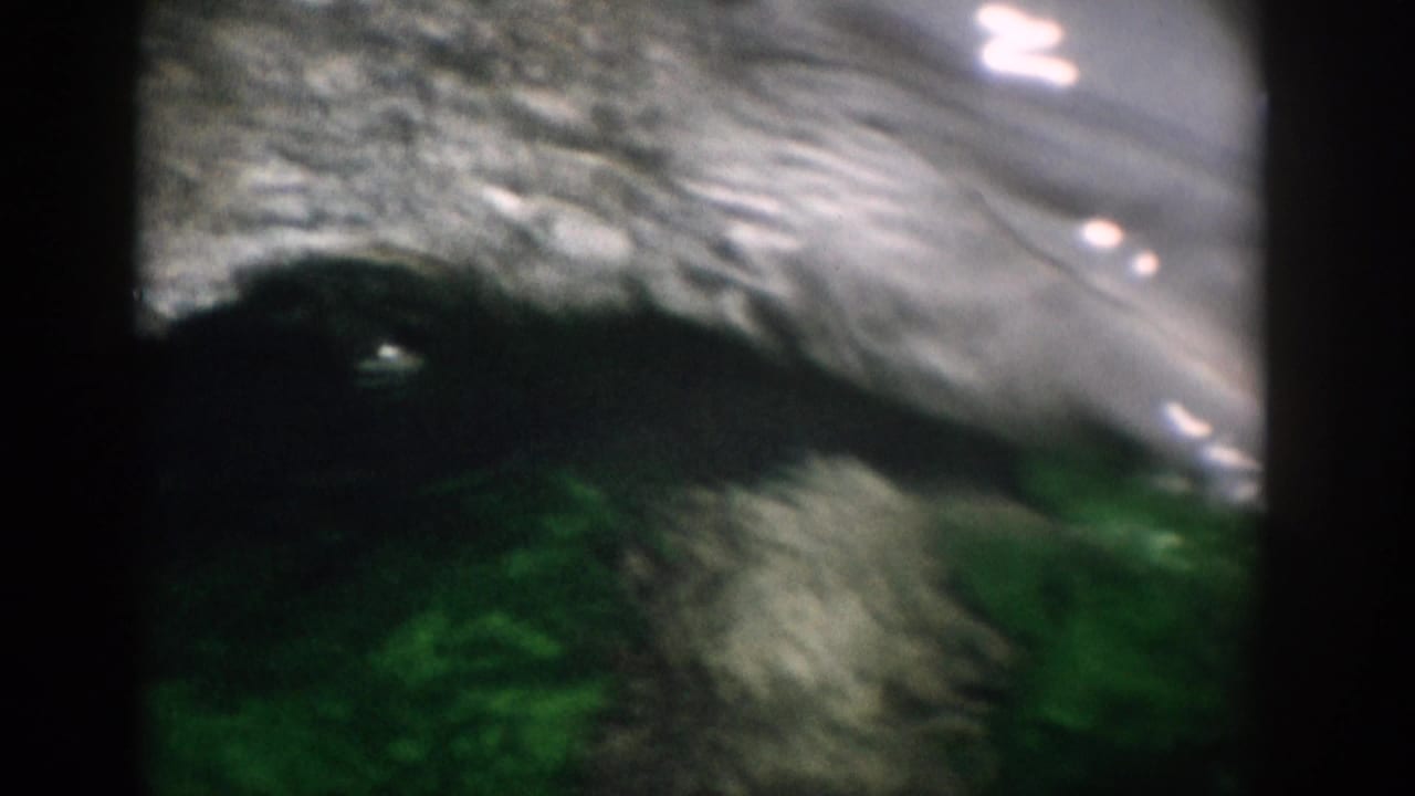 Dolphin passes near the water surface in green aquarium water with dark film edges.
